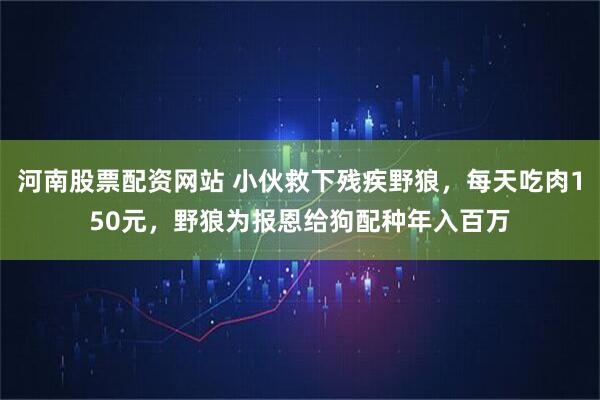 河南股票配资网站 小伙救下残疾野狼，每天吃肉150元，野狼为报恩给狗配种年入百万